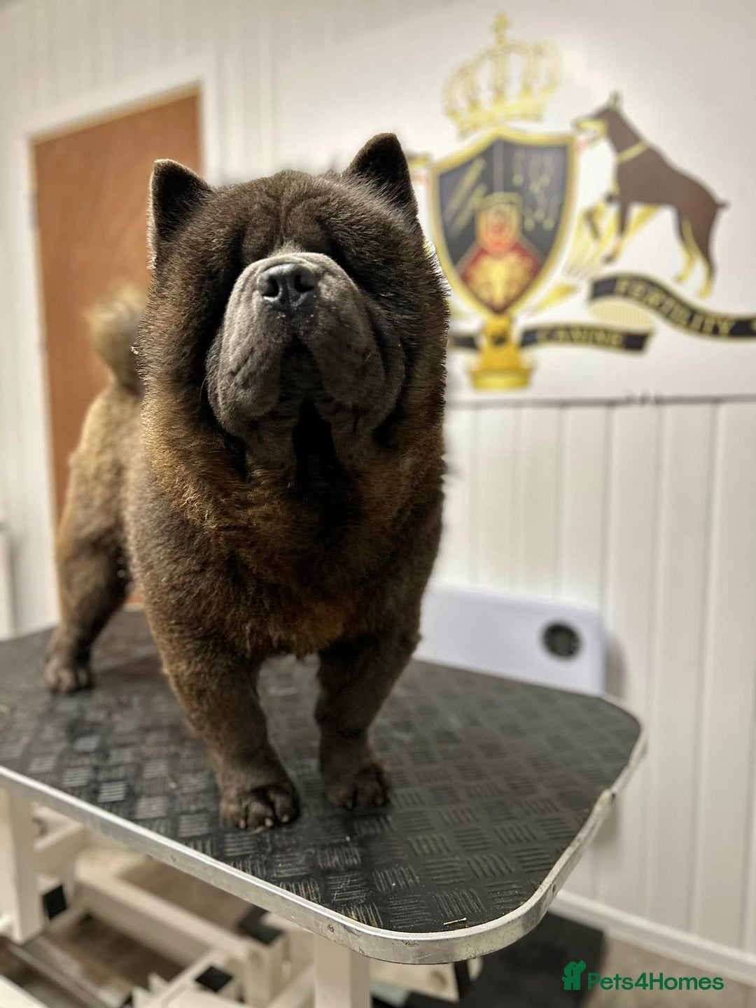 Chow Chow dogs for sale: Smooth coat female (purebred) - Image 2
