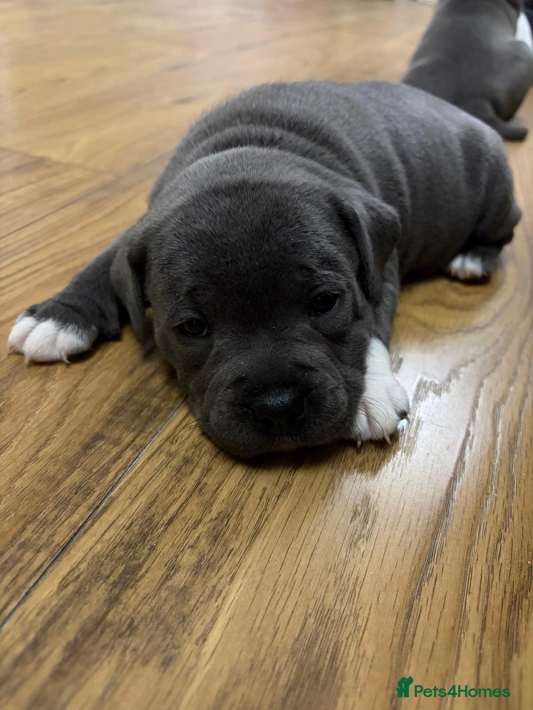 Staffordshire Bull Terrier dogs for sale: Blue Staffordshire bull Terrier pups  - Advert 5