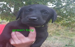 Labrador Retriever dogs for sale: KC Reg Labrador Puppies  - Image 17