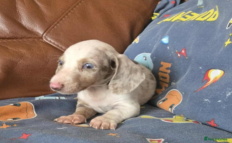Dachshund dogs - Advert 3