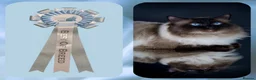Ragdoll cats for sale: GCCF Best of Breed & Champion Bloodline Ragdolls🏆 - Advert 7
