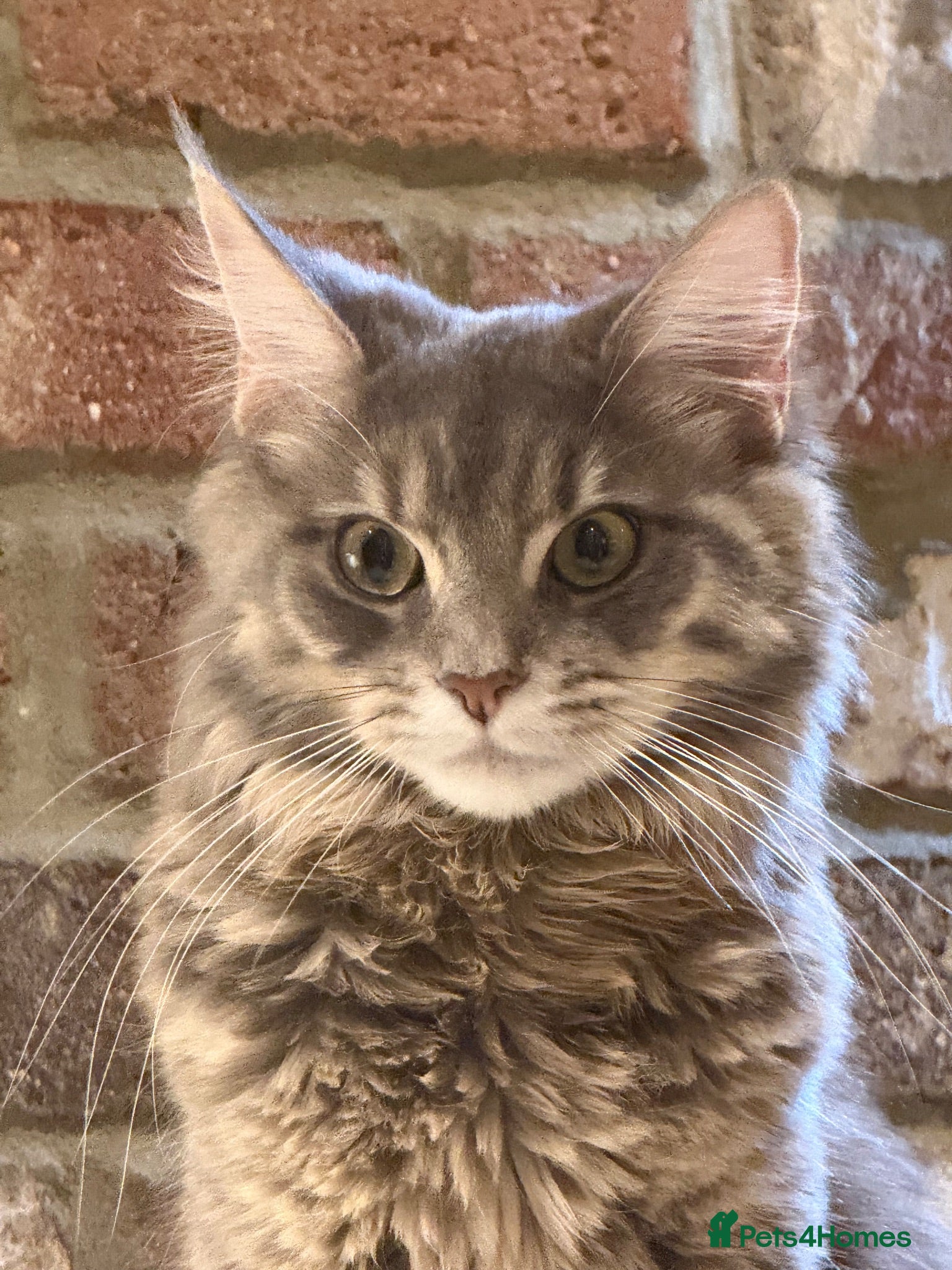 Maine Coon cats Maine coon cross - Advert 1