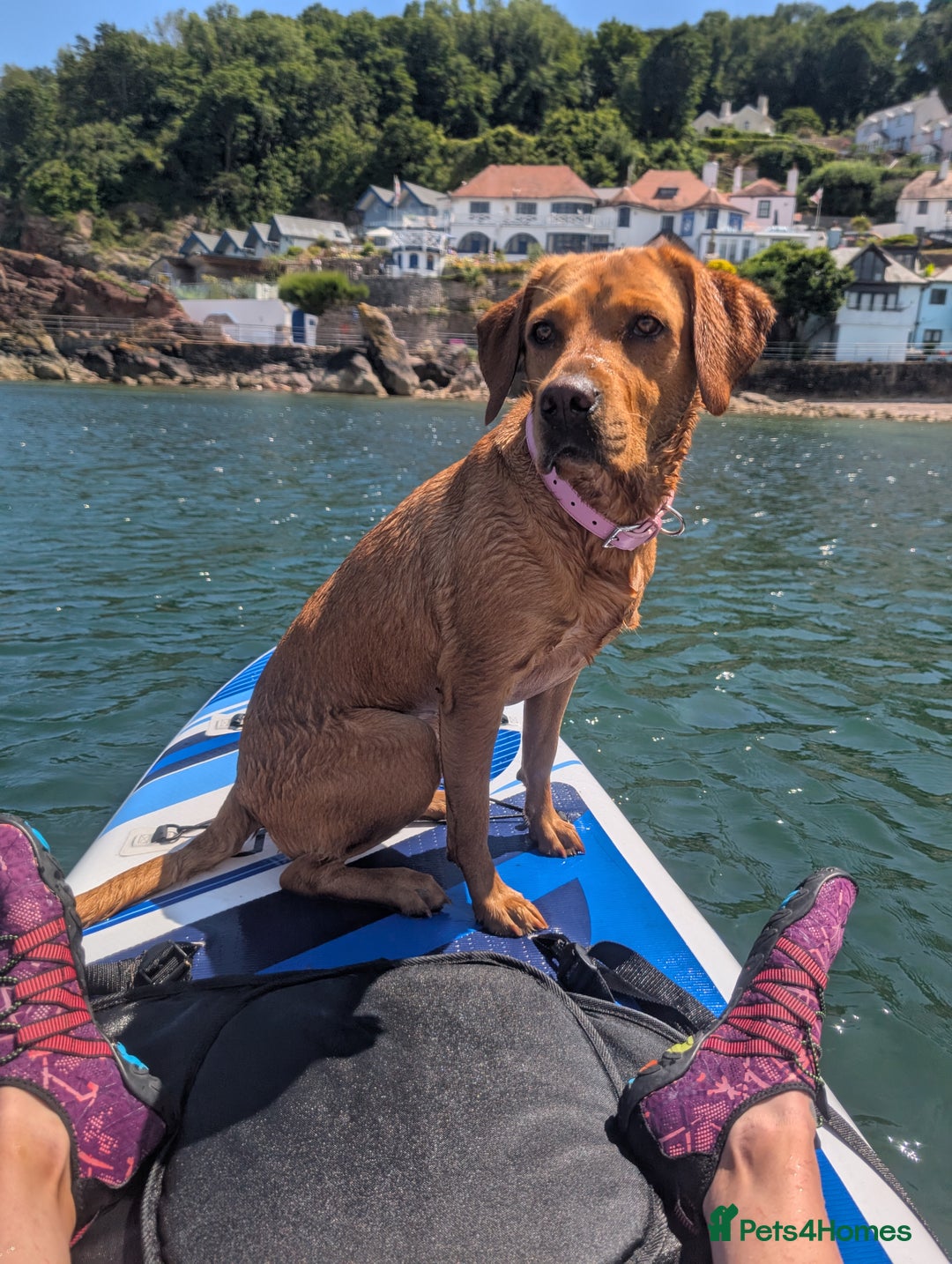 Labrador Retriever dogs for sale: Beautiful Labrador pups for sale X3 girls X3 boys - Advert 2