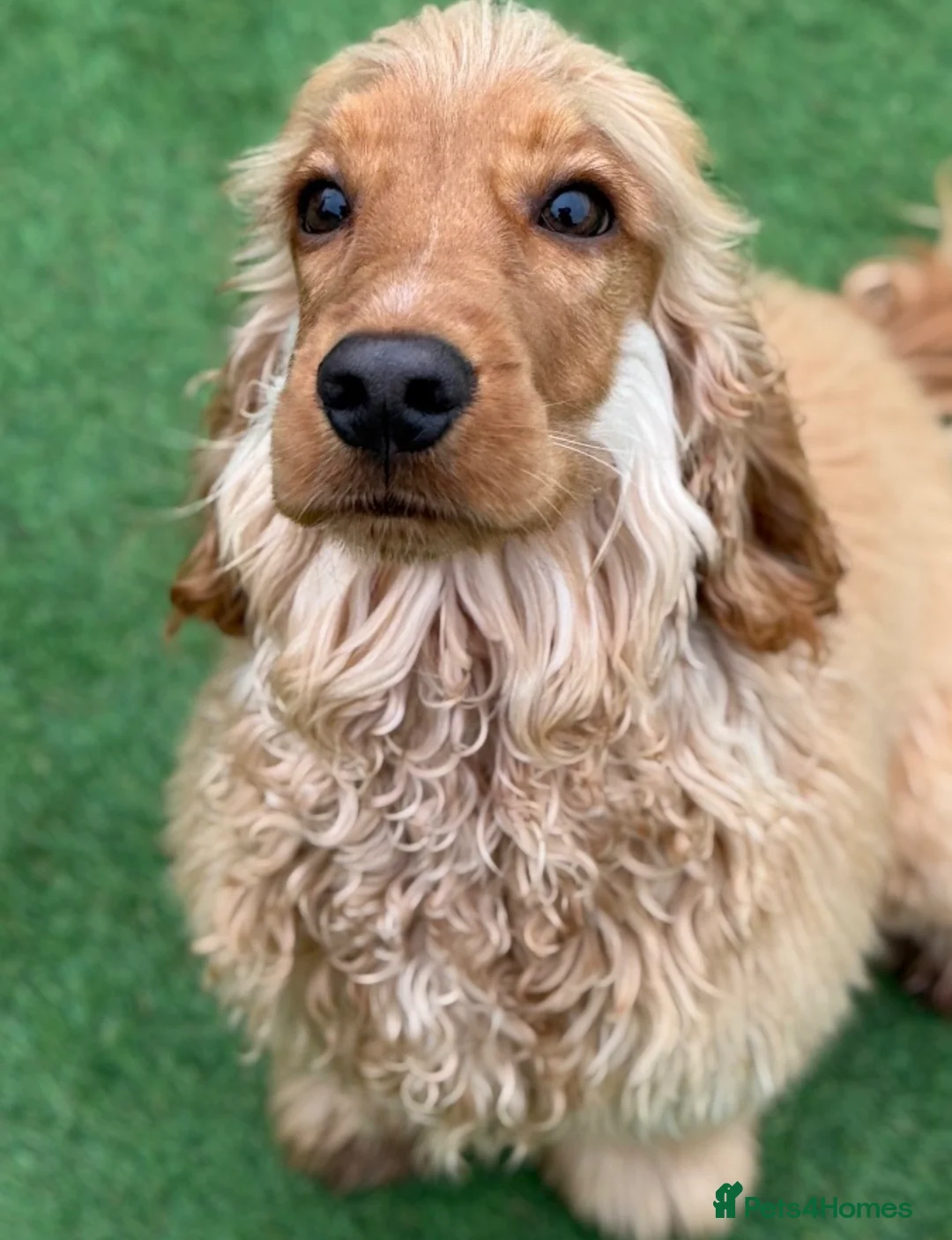 Cocker Spaniel dogs for sale: 9 month old KC RegisteredShow Cocker Spaniel Sonny - Advert 2