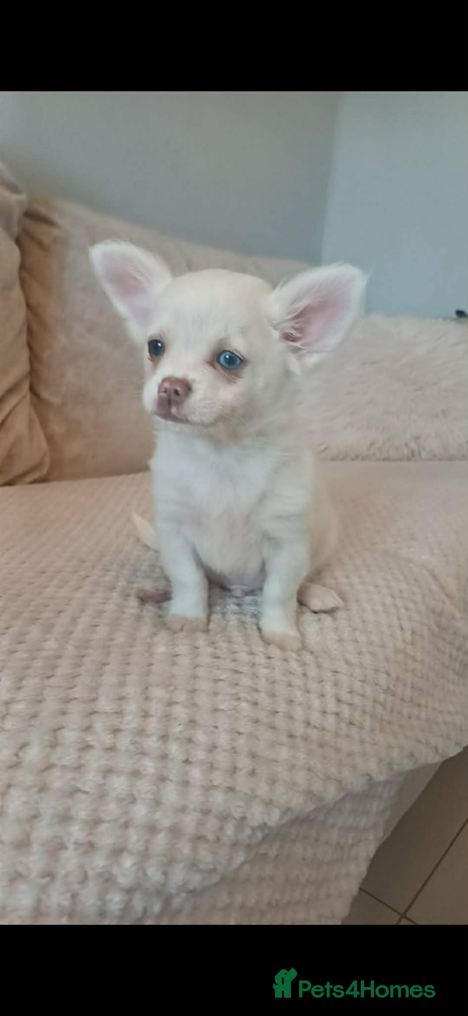 Chihuahua dogs for sale: 3 Stunning looking boys for sale - Advert 1