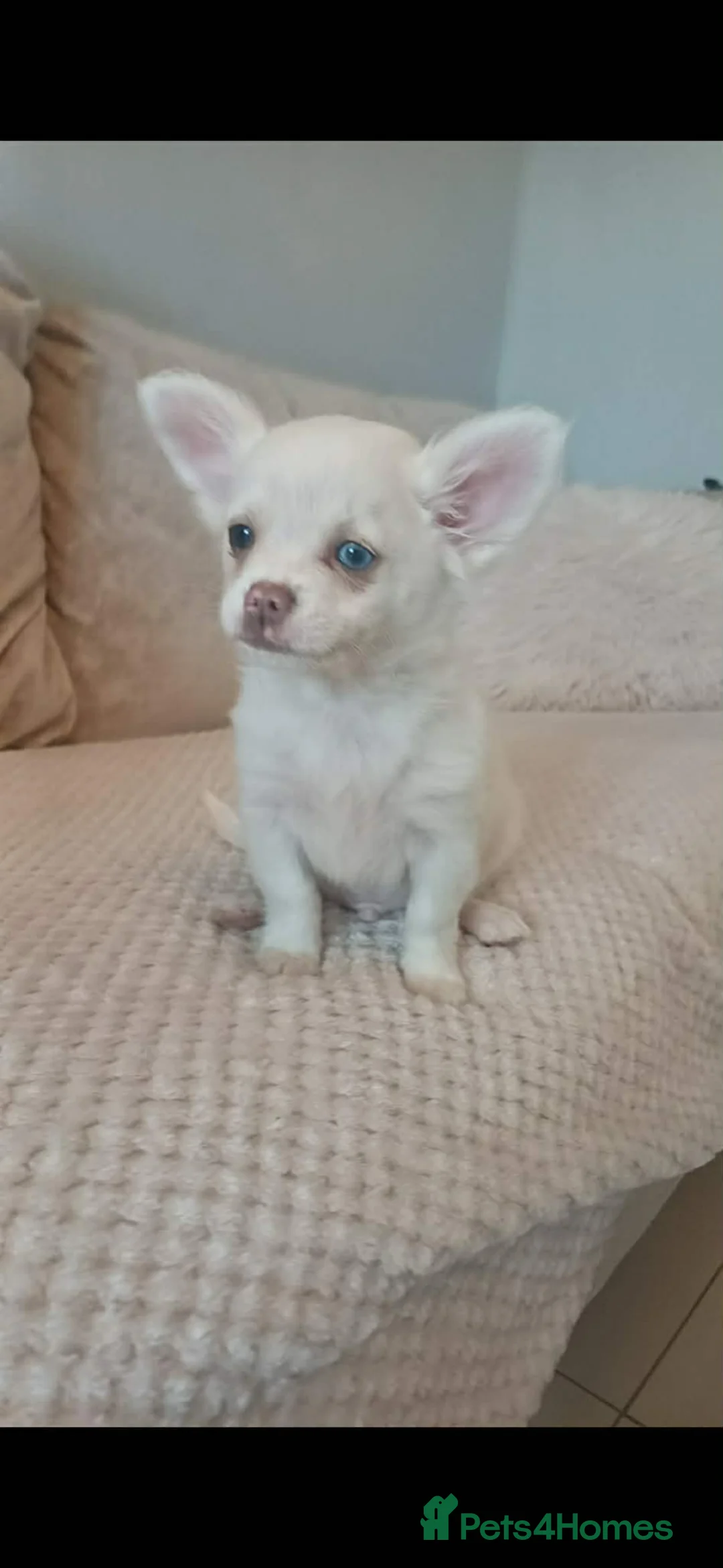 Chihuahua dogs for sale: 3 Stunning looking boys for sale in Doncaster - Advert 1
