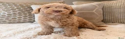 Cockapoo dogs for sale: ** RARE F1B CHOC MERLE & CREAM COCKAPOOS **  - Advert 7