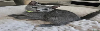 Russian Blue Kitten 4