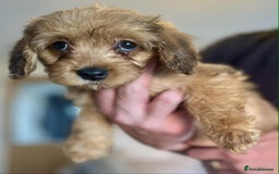 Mixed Breed dogs for sale: *Ready Now* Maltipoo X Cockapoo Puppies  - Image 4