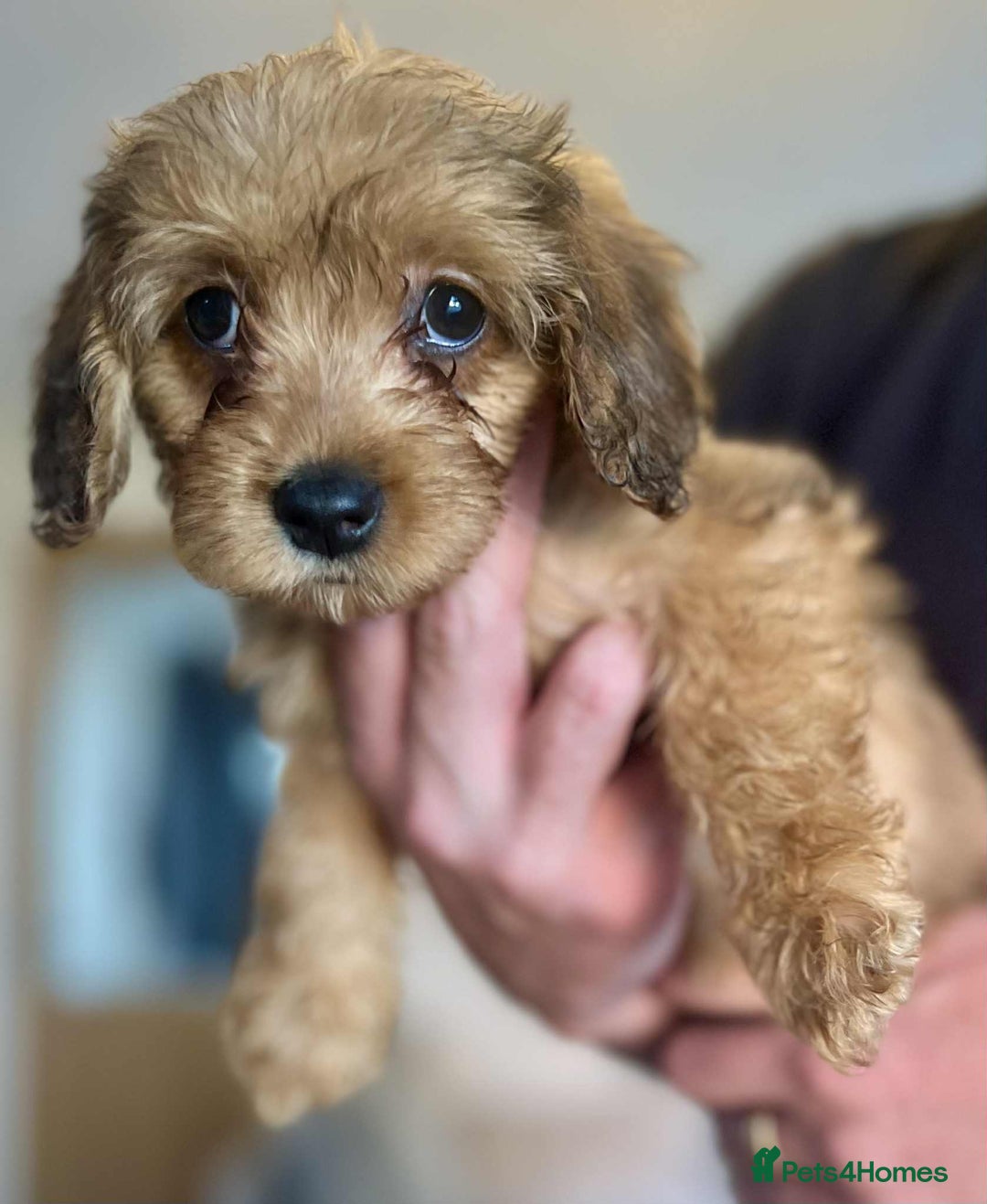 Mixed Breed dogs for sale: *Ready Now* Maltipoo X Cockapoo Puppies  - Image 4