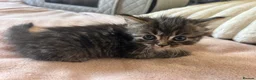 Mixed Breed cats for sale: Ragdoll x Maine coon - Advert 9