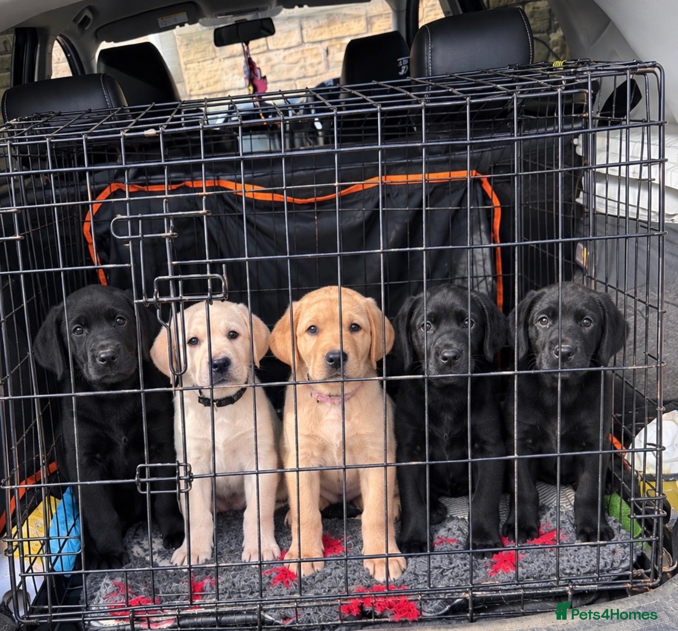 Labrador Retriever dogs KC REGISTERED LABRADOR PUPPIES ❤️ - Advert 12