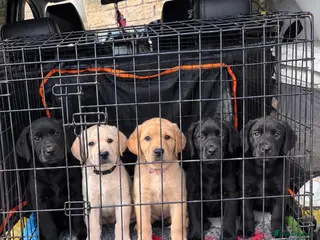Labrador Retriever dogs KC REGISTERED LABRADOR PUPPIES ❤️ - Advert 12