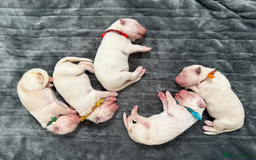 German Shepherd dogs for sale: Beautiful KC Registered White German Shepherd - Image 3