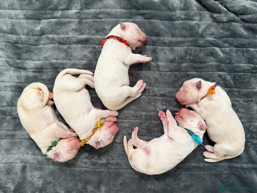German Shepherd dogs for sale: Beautiful KC Registered White German Shepherd - Image 3