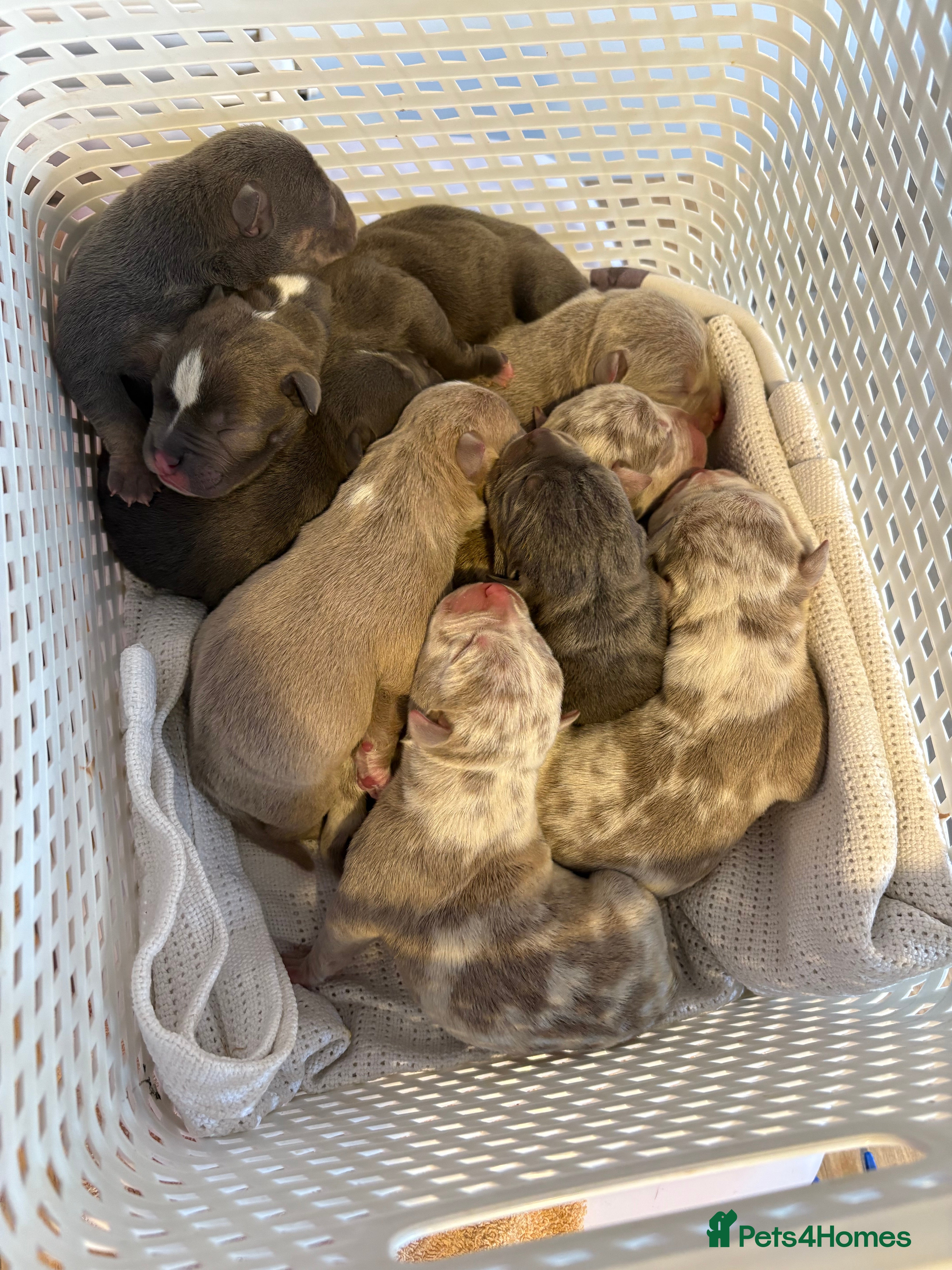 American Bully dogs Pocket bully puppies - Advert 1