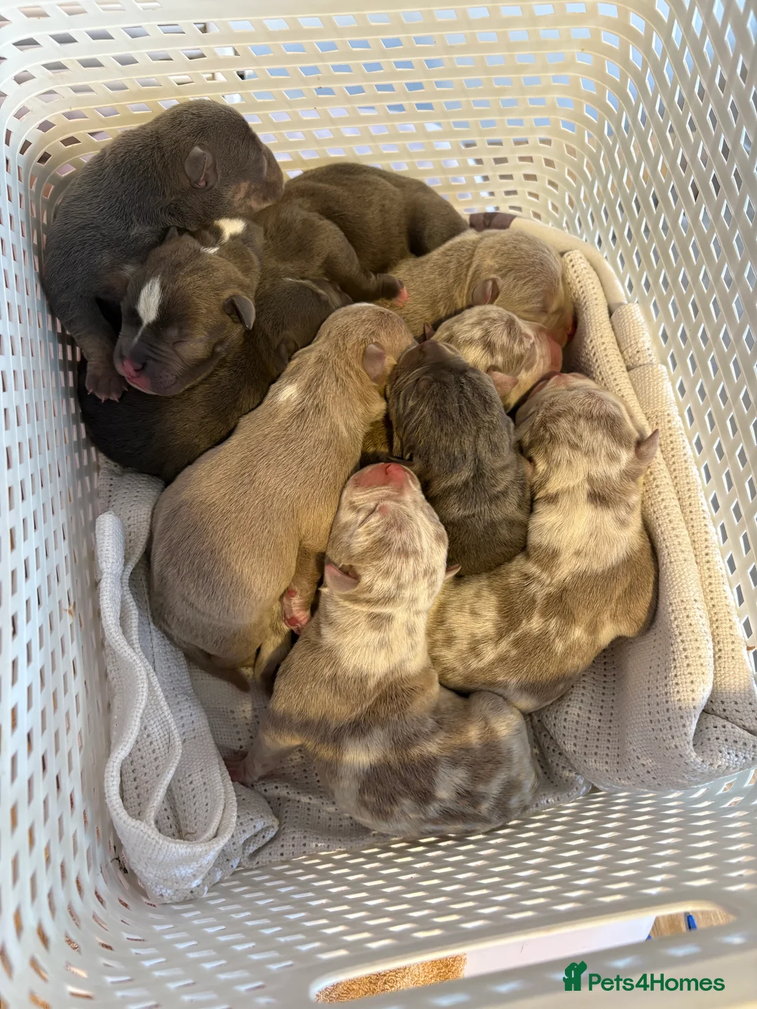 American Bully dogs for sale: Pocket bully puppies - Advert 1