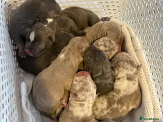 American Bully dogs Pocket bully puppies - Advert 1