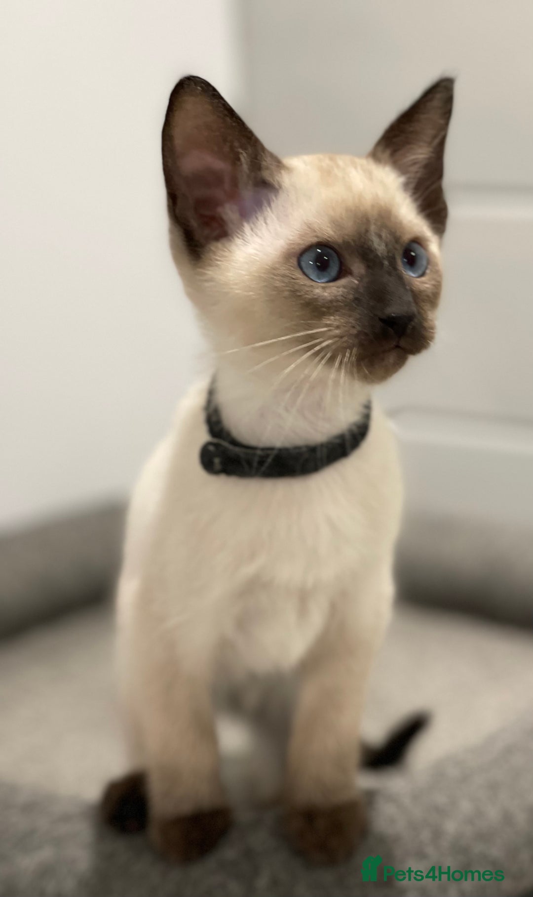 Siamese cats for sale: GCCF Registered Traditional Siamese Kittens  - Image 3