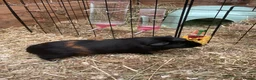 Guinea Pig rodents for sale: Smooth crested female  - Advert 1
