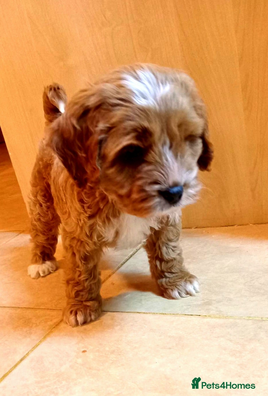 Cavapoo dogs 💙💜Deep red f1b cavapoo boy💙💜 - Advert 12