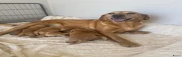 Goldador dogs for sale: Gorgoeus Goldador’s Health tested  - Advert 6