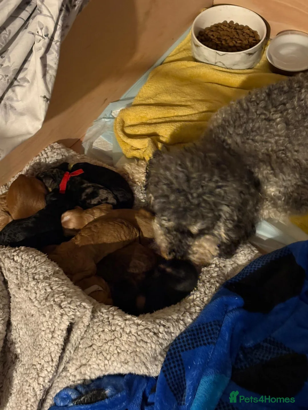 Cockapoo dogs for sale: Black and Tan Cockapoo boy - Advert 8