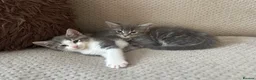 British Shorthair cats for sale: 3 male shorthair/long hair British kittens in Bristol - Advert 3