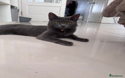 Mixed Breed cats for sale: Two older kitten look for homes - Image 2