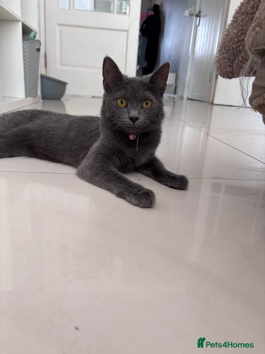 Mixed Breed cats for sale: Two older kitten look for homes - Image 2