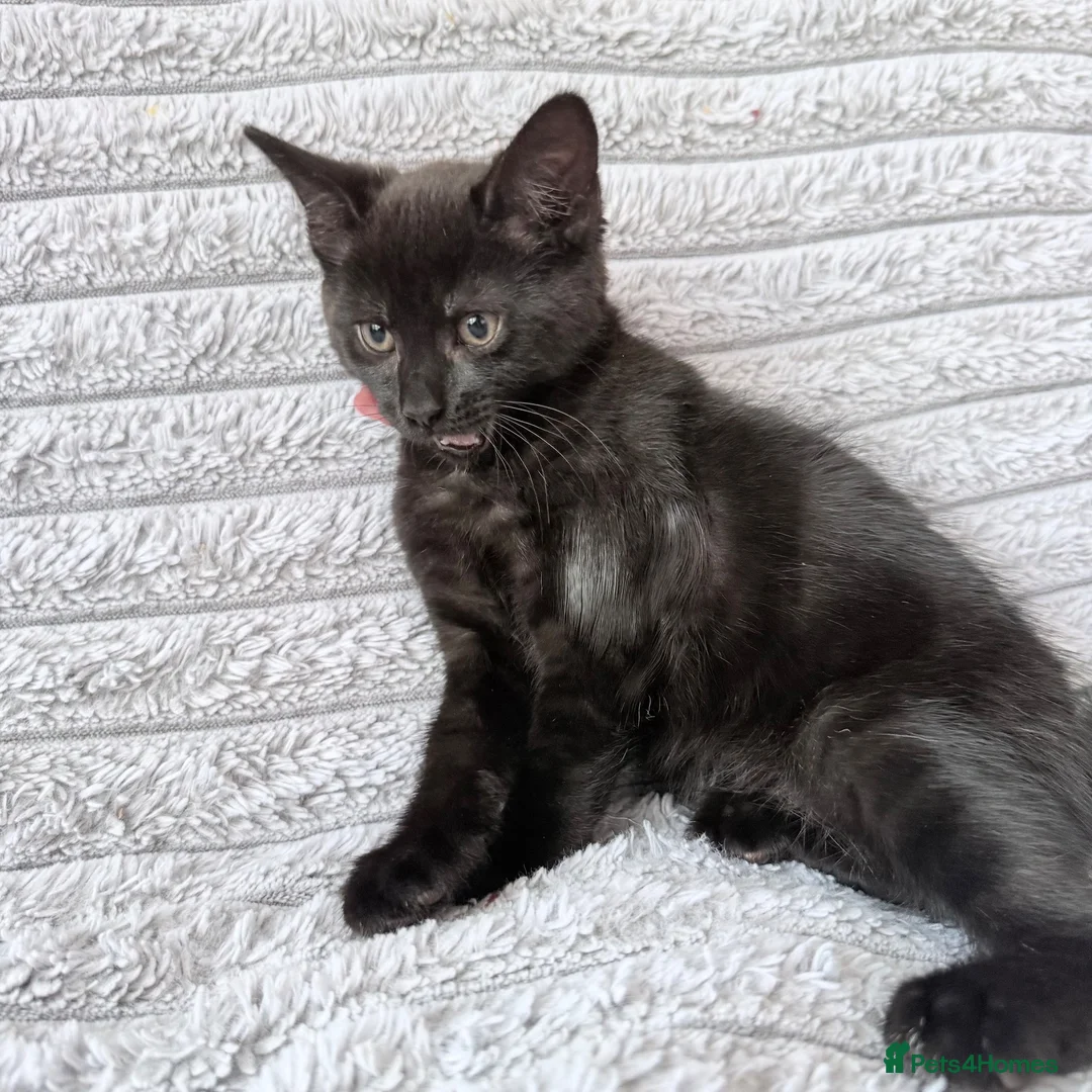 British Shorthair cats for sale: Male kitten   - Advert 2