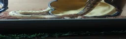 Python Snake reptiles for sale: Royal jackson python - Advert 3