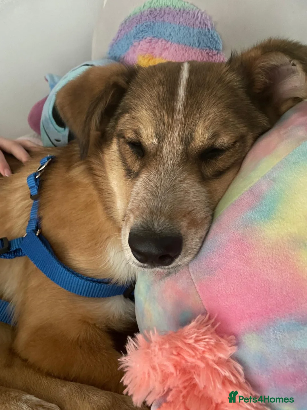 Mixed Breed dogs for sale: Beautiful mixed breed boy - Marley (rehome) - Advert 12