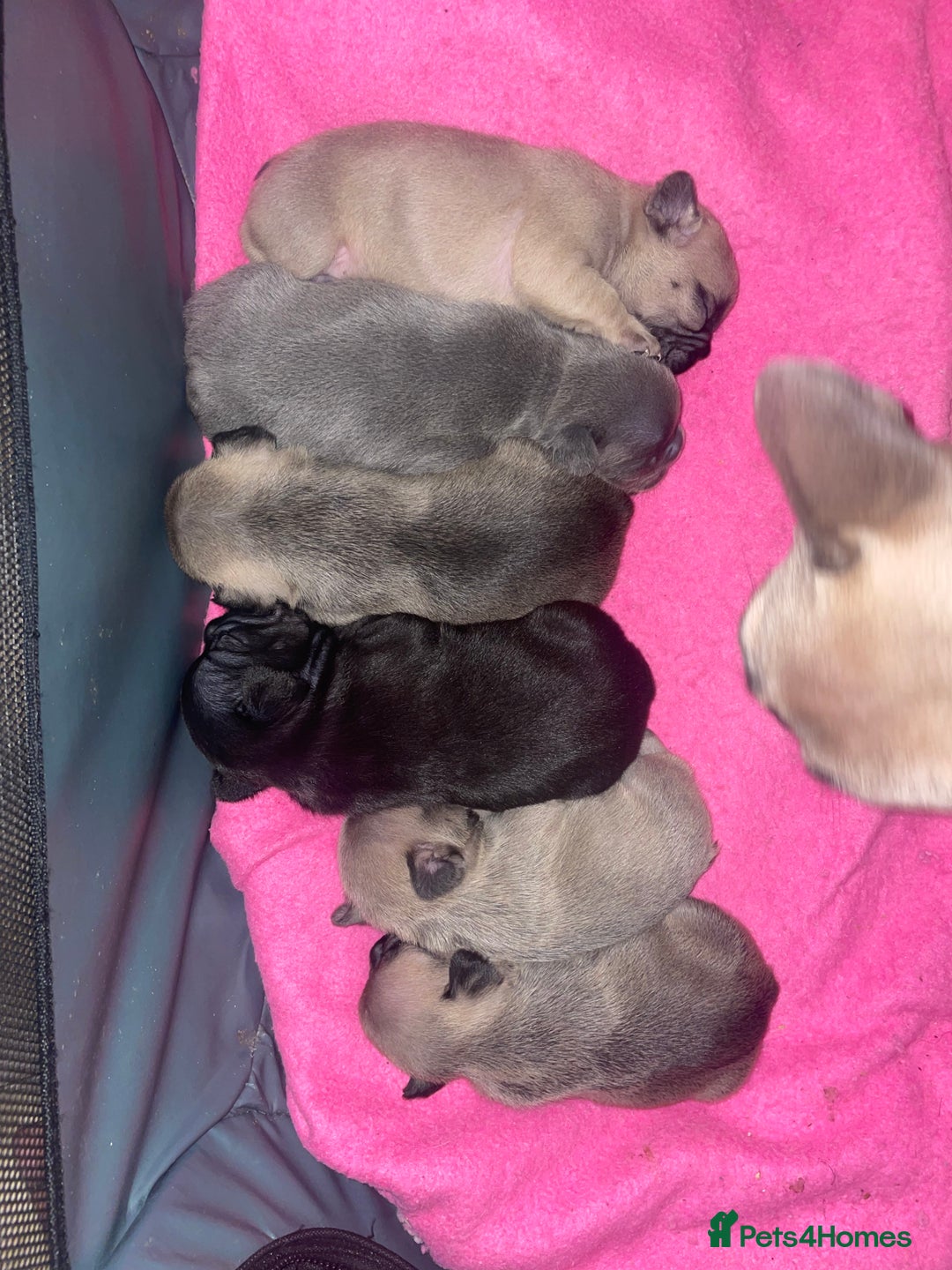 French Bulldog dogs for sale: French Bulldog Puppies - Advert 15