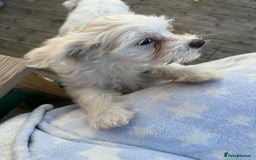 Chinese Crested dogs for sale: Chinease crested powder puff  - Image 8