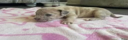 Staffordshire Bull Terrier dogs for sale: Staff puppies for sale  - Advert 15