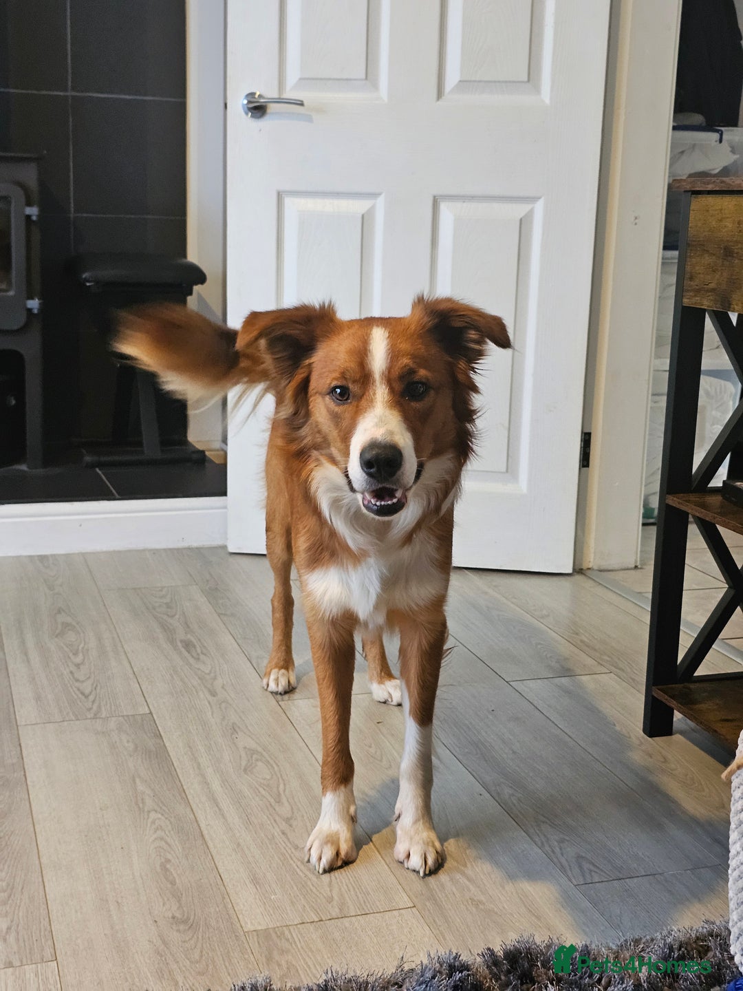 Border Collie dogs for sale: Loving Border Collie "Ollie" Needs a New Home - Advert 3