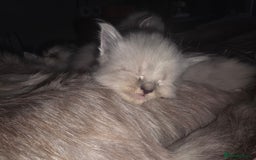 Siberian cats for sale: Siberian Kittens Super Friendly 💕🐾 - Image 22