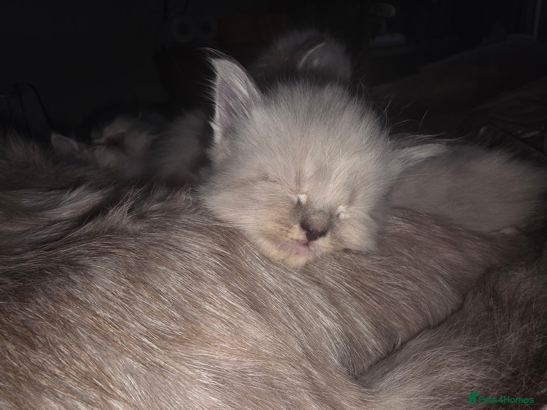 Siberian cats for sale: Siberian Kittens Super Friendly 💕🐾 - Image 22