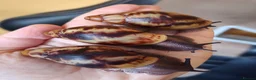 Snails invertebrates for sale: Archachatina Marginata Ovum - Healthy Baby Snails - Advert 2