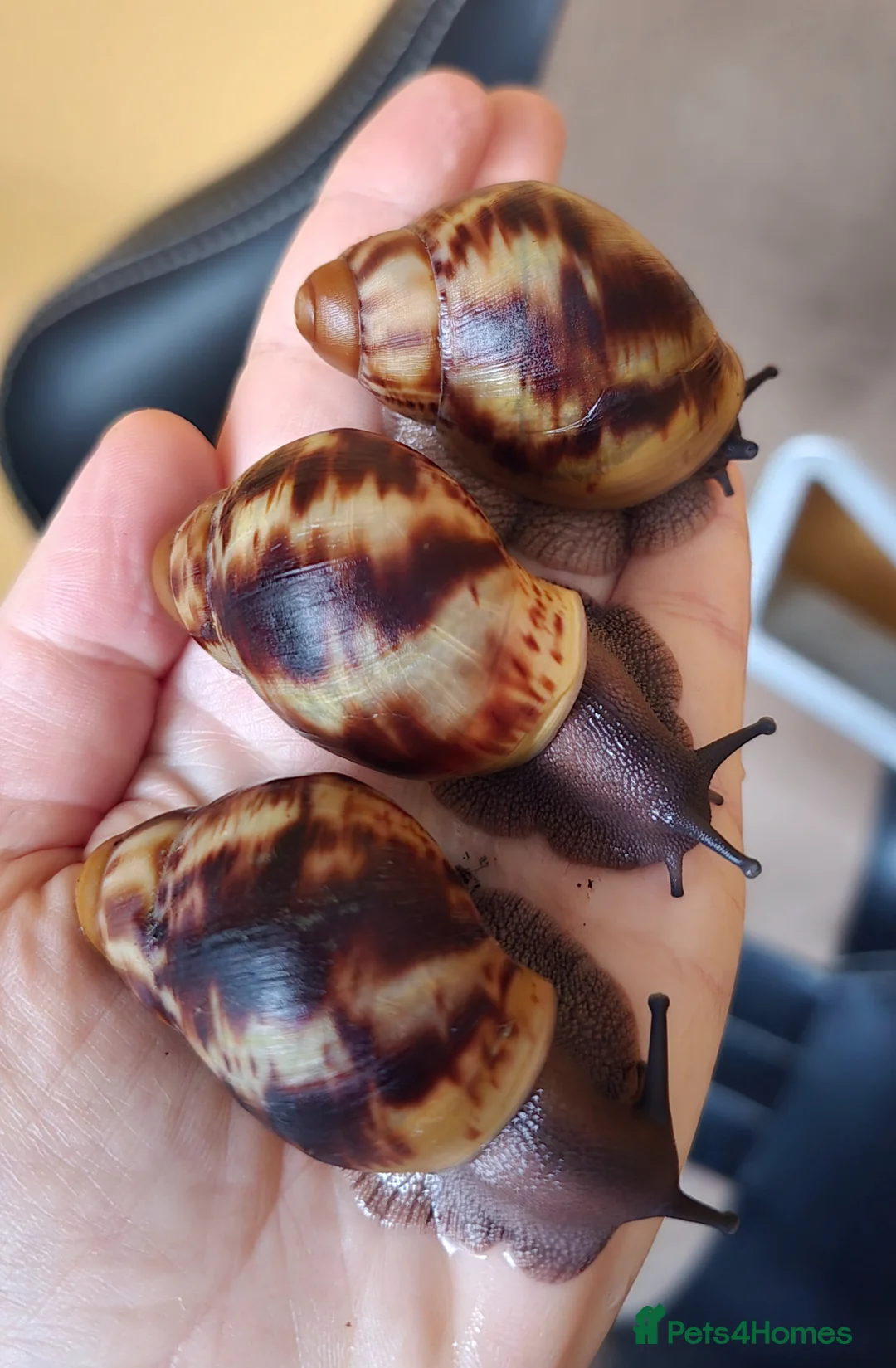 Snails invertebrates for sale: Archachatina Marginata Ovum - Healthy Baby Snails - Advert 2