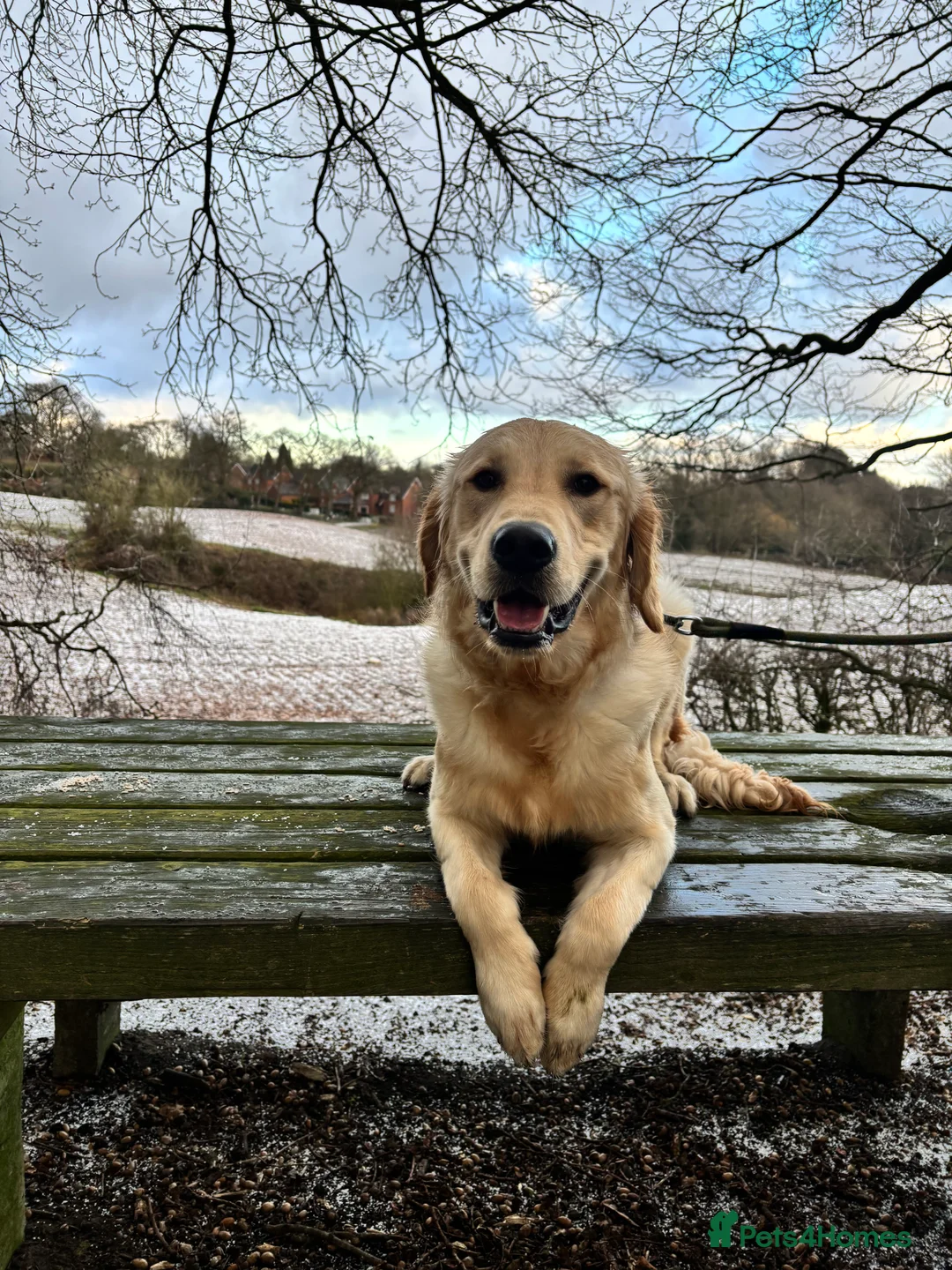 Golden Retriever dogs for sale: Buddy - 1 YR Old Golden Retriever - Advert 3