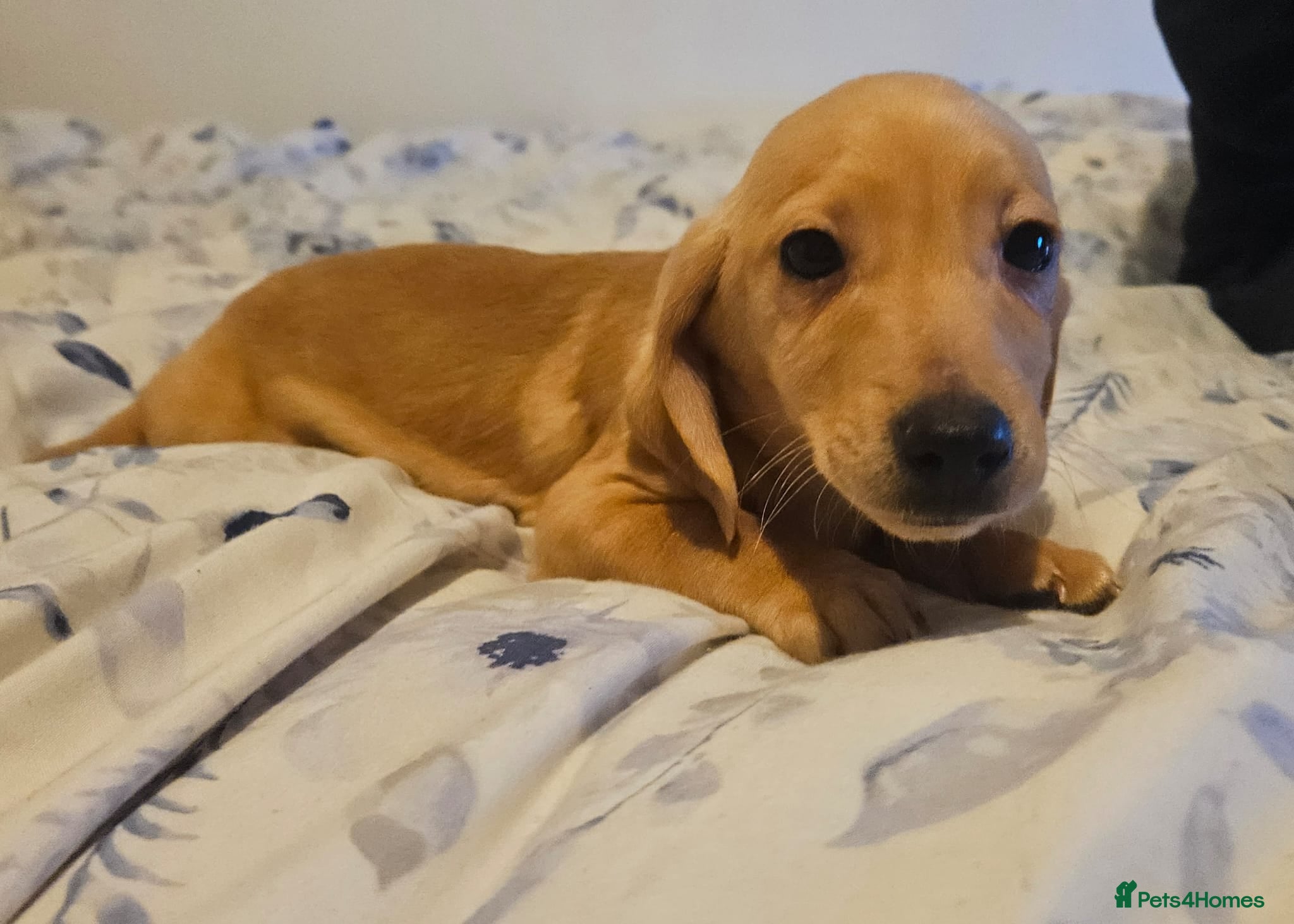 Mixed Breed dogs Dachshund x jackrussel - Advert 1