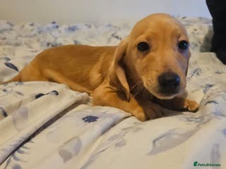 Mixed Breed dogs Dachshund x jackrussel - Advert 10