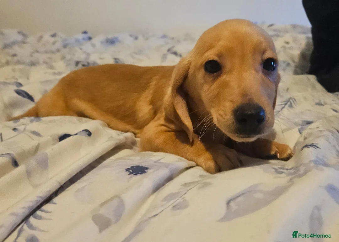 Mixed Breed dogs for sale: Dachshund x jackrussel - Advert 1