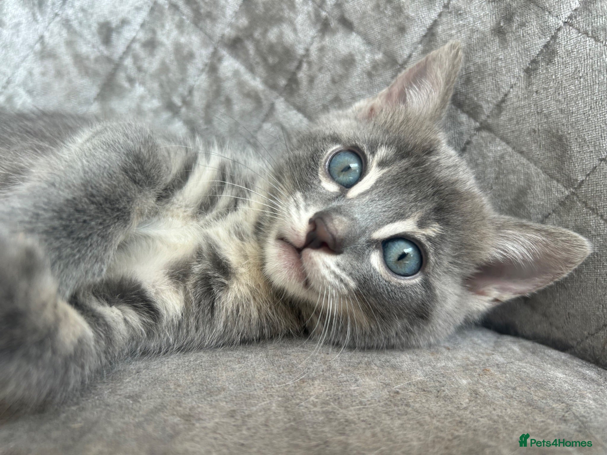 Bengal cats Female Blue & Black Smoke TICA Bengal kittens  - Advert 14