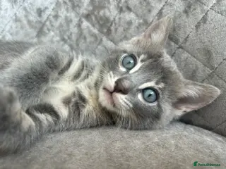 Bengal cats Female Blue & Black Smoke TICA Bengal kittens - Advert 14