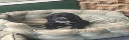 Cocker Spaniel dogs for sale: 🐶Health tested show cockers 🐕‍🦺🐾🐾🐾 - Advert 15