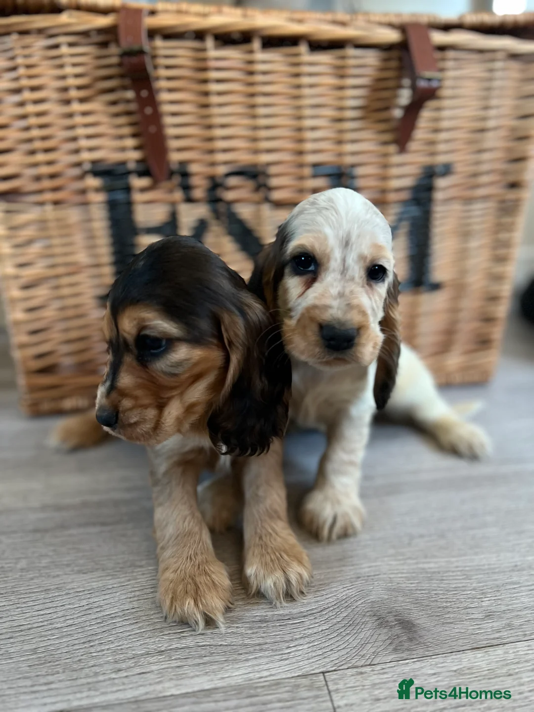 Cocker Spaniel dogs for sale: Show type Cocker spaniel puppies  - Advert 5