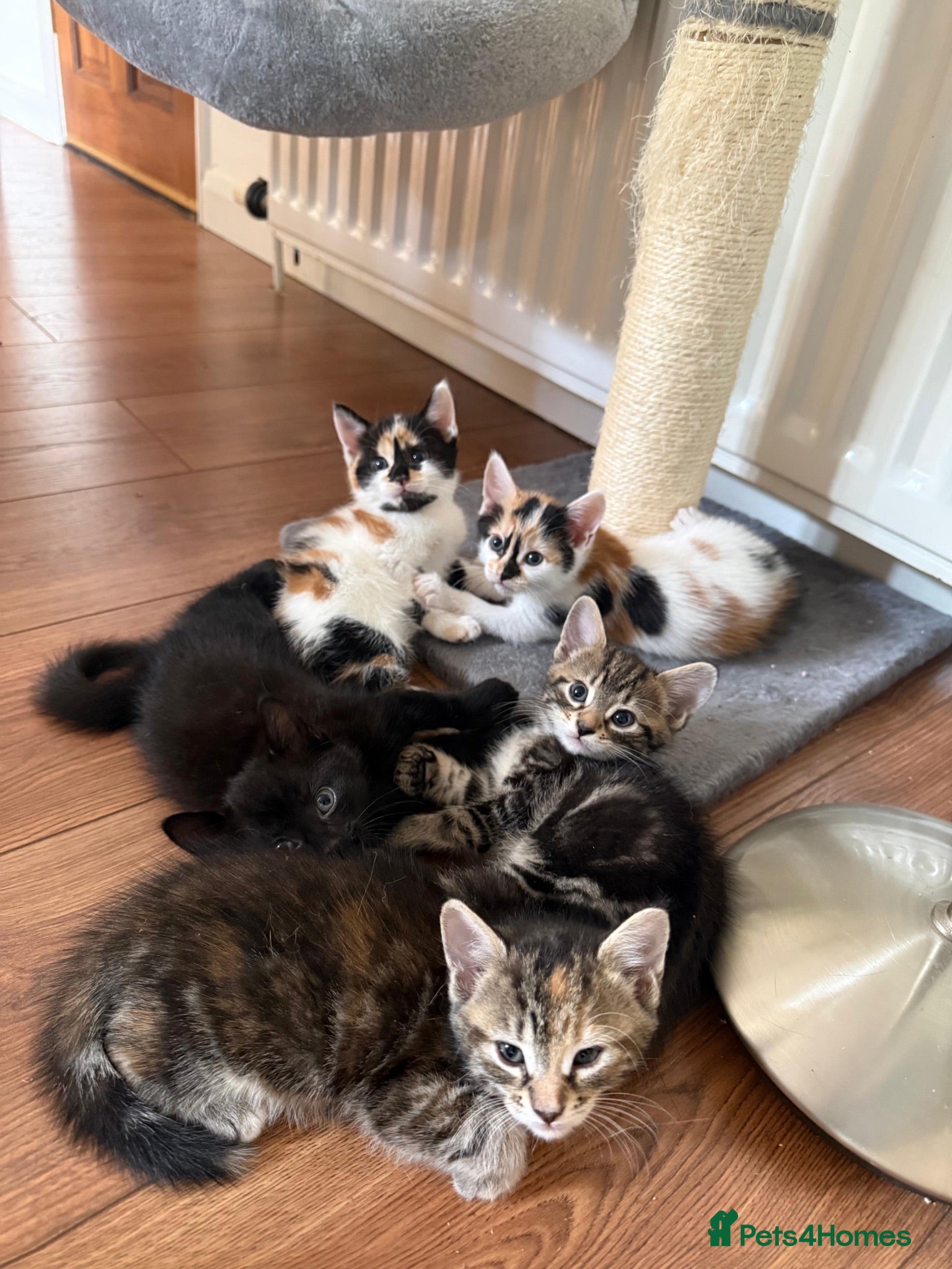 British Shorthair cats Beautiful Kittens - Advert 16